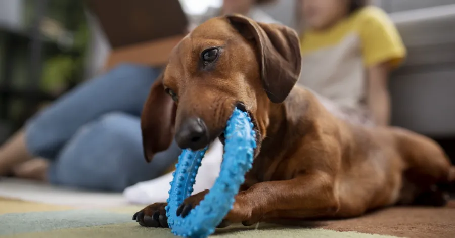 Chew and Dental Toys