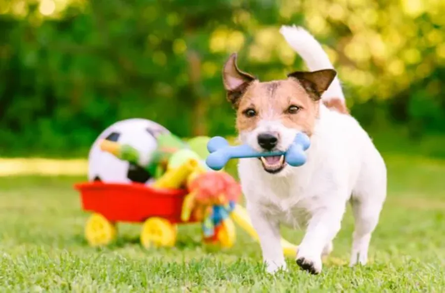 15 Essential Types Of Dog Toys That Maximize Your Sales