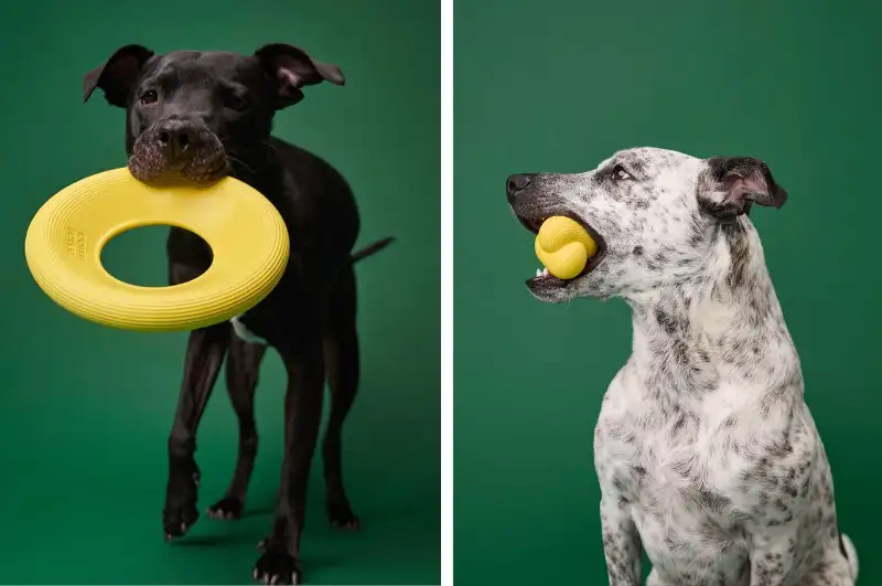 Eco-Friendly Dog Toy