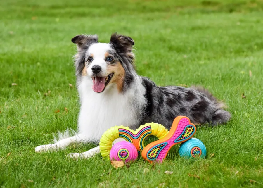Pros & Cons of TPR vs Rubber Dog Toys