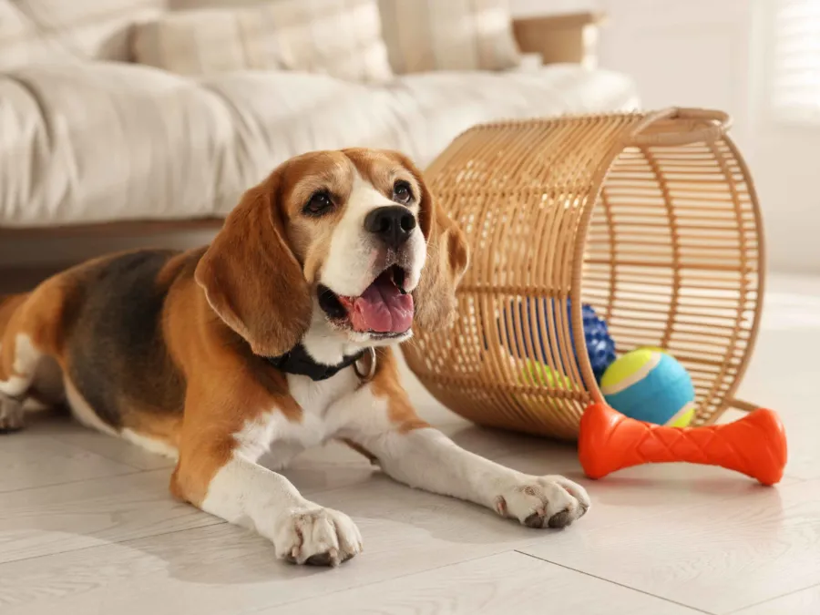 Troubleshooting of Dog Toy Size Guide
