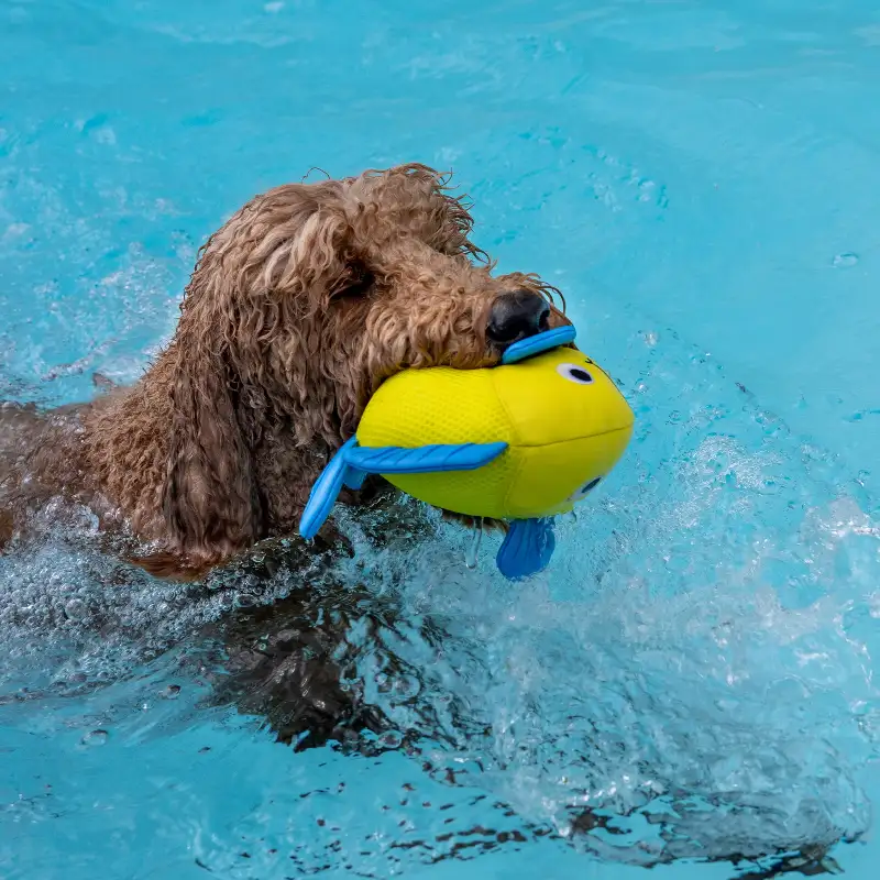 Water Toys