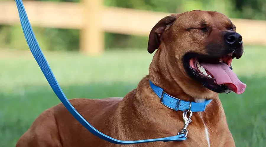 What is Canine Dichromatic Vision?