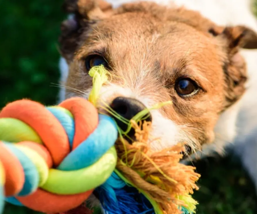 Chemical Safety and Compliance Testing of Dog Toys