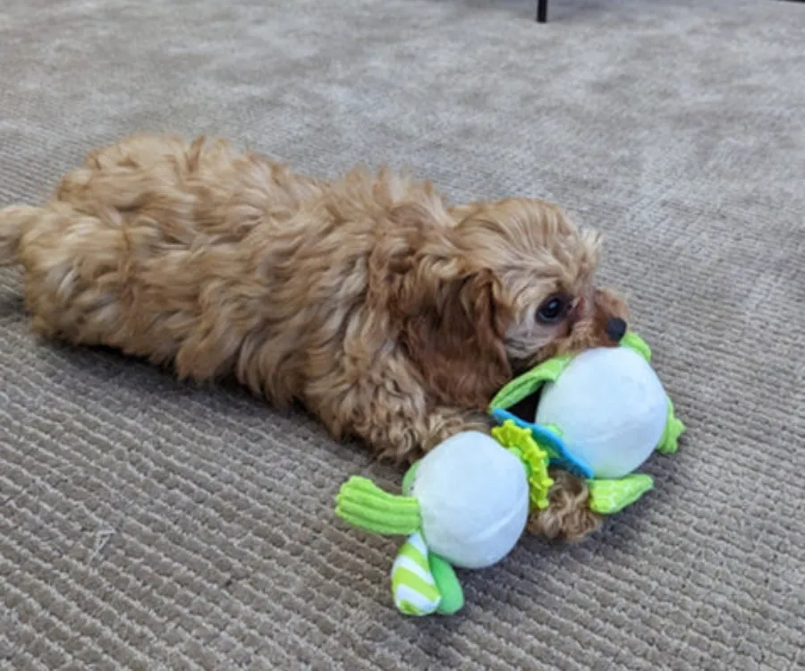 Key Benefits: Why Dog Toys Color Strategy Drives Retail ROI?