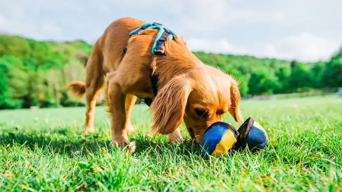 10 Best Fabric For Dog Toys: Combine Durability and Safety