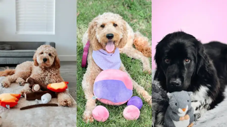 Best 10 Dog Toy Manufacturers USA Help Winning the Market