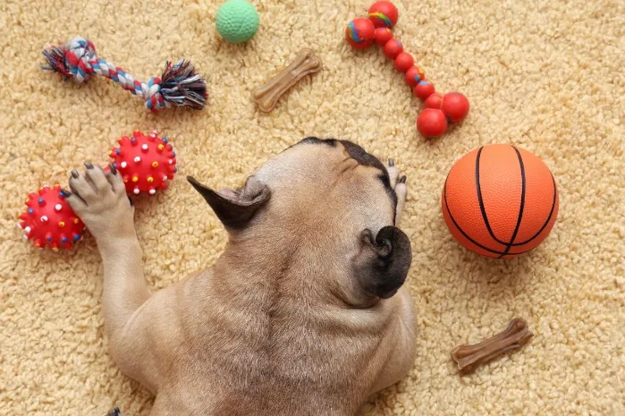 How to Master Dog Toy Size Guide – Get Sizing Right 6 Steps