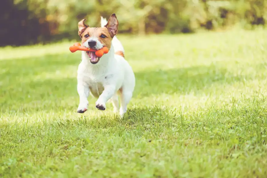 Essential Dog Toys Manufacturers in India Dominate Markets