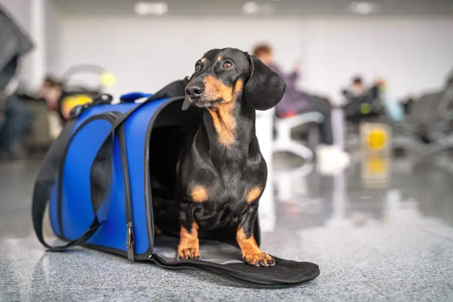 Master Pet Product Quality Control – Cut Recalls, Lift ROI