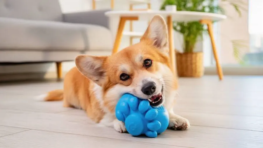 TPR or Rubber Dog Toys? The Shocking Truth Revealed