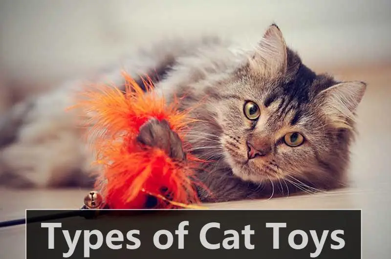 7 Types of Cat Toys Every Pet Retailer Should Stock