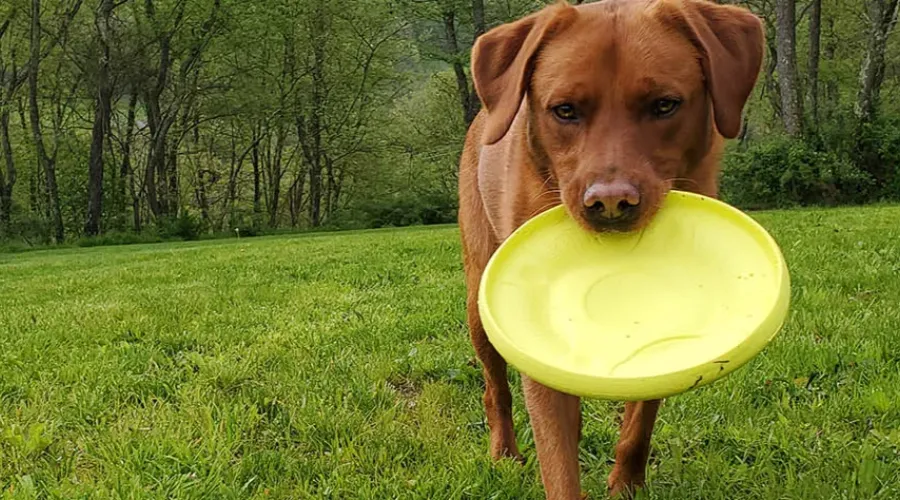 What Color Toys Are Best for Dogs and  How to Choose Dog Toys?