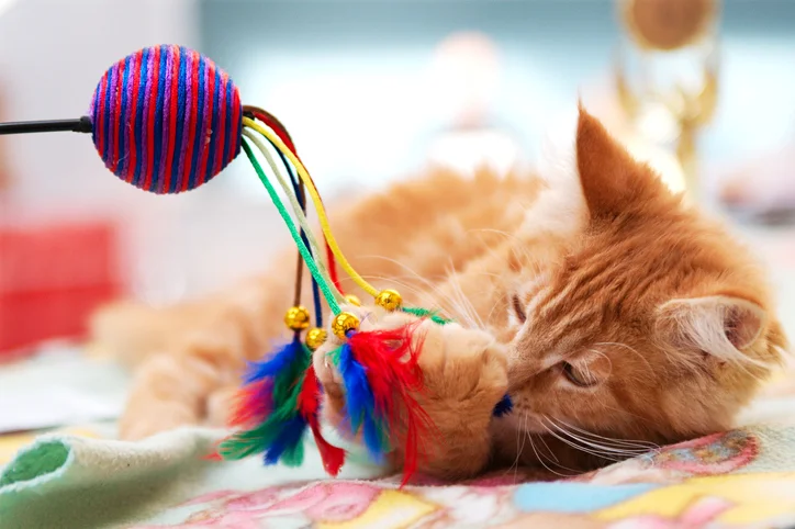 Cat brand owner holding custom wand teaser toy manufactured by LeelineToys