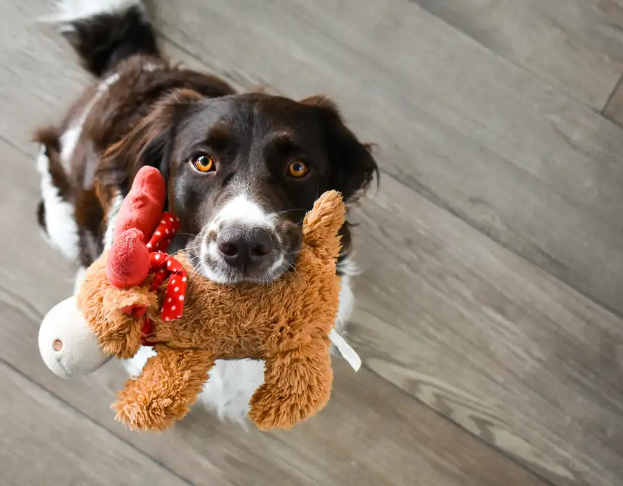 Pet brand owner holding custom plush dog toy manufactured by LeelineToys