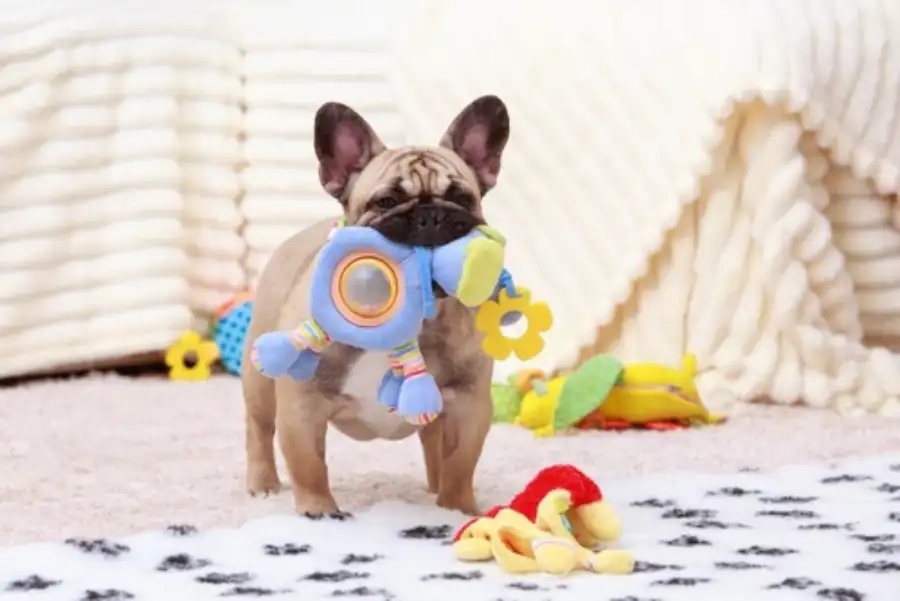 Brand founder with custom squeaky dog toy produced by LeelineToys