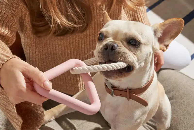 Customer displaying custom interactive puzzle dog toy from LeelineToys