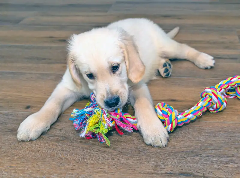 Pet brand owner holding custom dental chew toy manufactured by LeelineToys