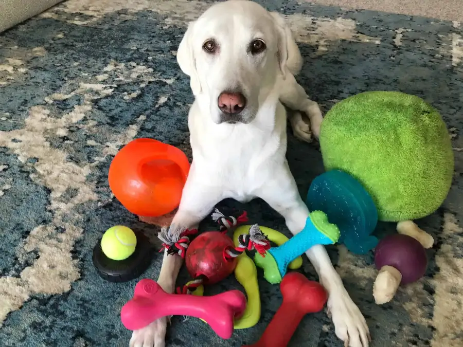 Client showcasing custom water floating dog toy from LeelineToys