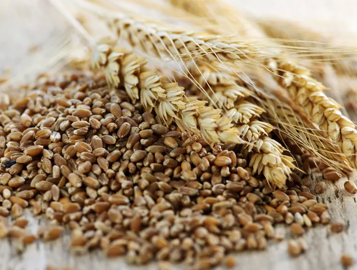 Wheat grains fill material